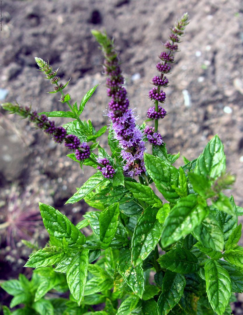 hokum mint flowers